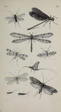 Imagem de Calopteryx virgo (Linnaeus 1758)