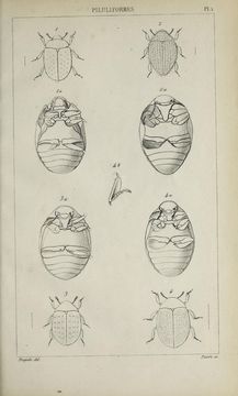 Image of Nosodendron (Nosodendron) fasciculare (Olivier 1790)