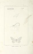 صورة Idaea subsericeata Haworth 1809