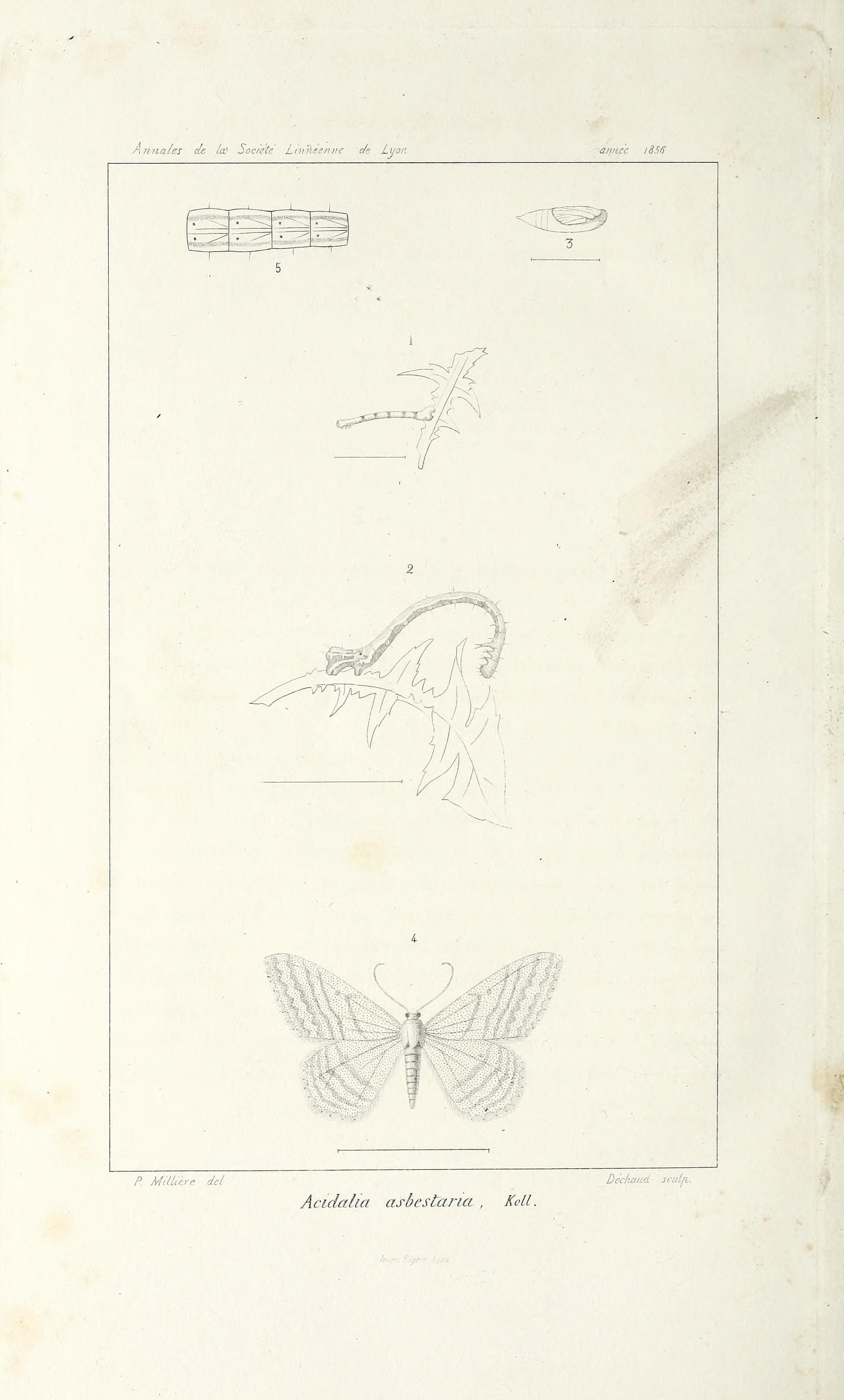 Imagem de Idaea subsericeata Haworth 1809