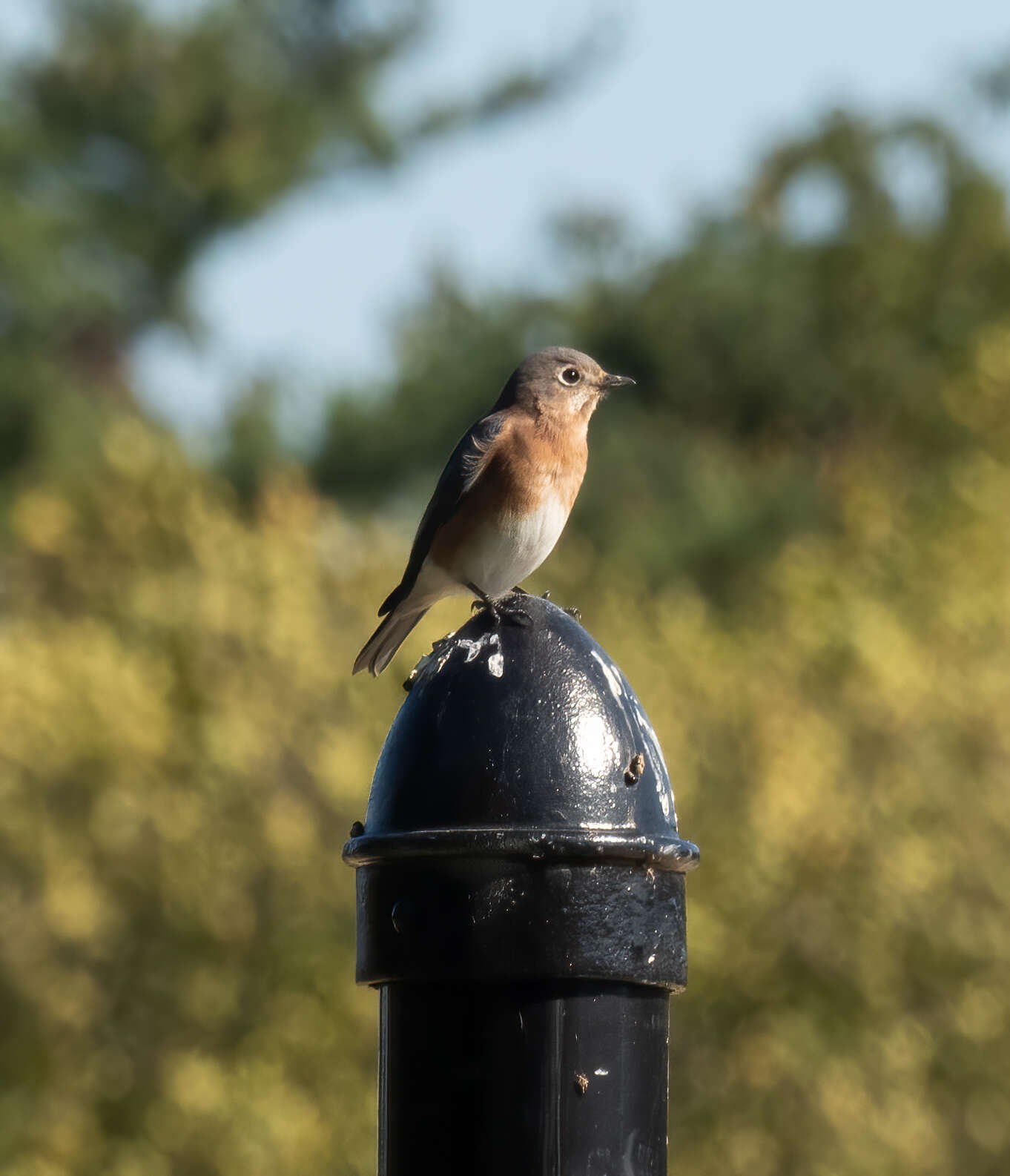 Image of Eastern Bluebird