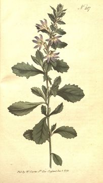 Image of Scaevola albida (Smith) Druce