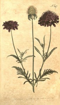 Image of Mediterranean sweet scabious