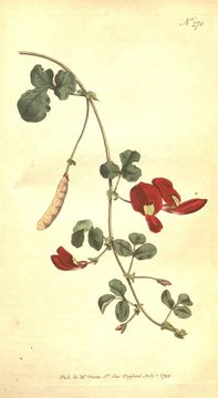 Image of Kennedia coccinea Vent.