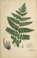 Image of broad buckler-fern