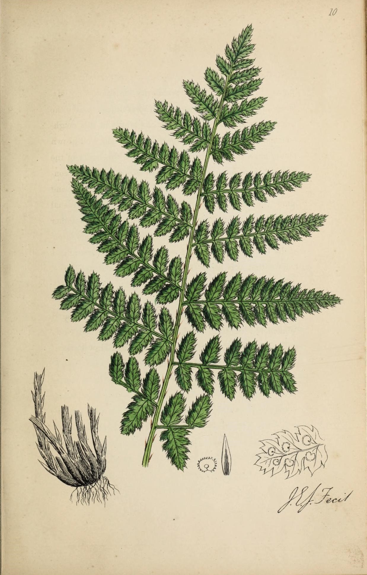 Dryopteris dilatata (Hoffm.) A. Gray resmi