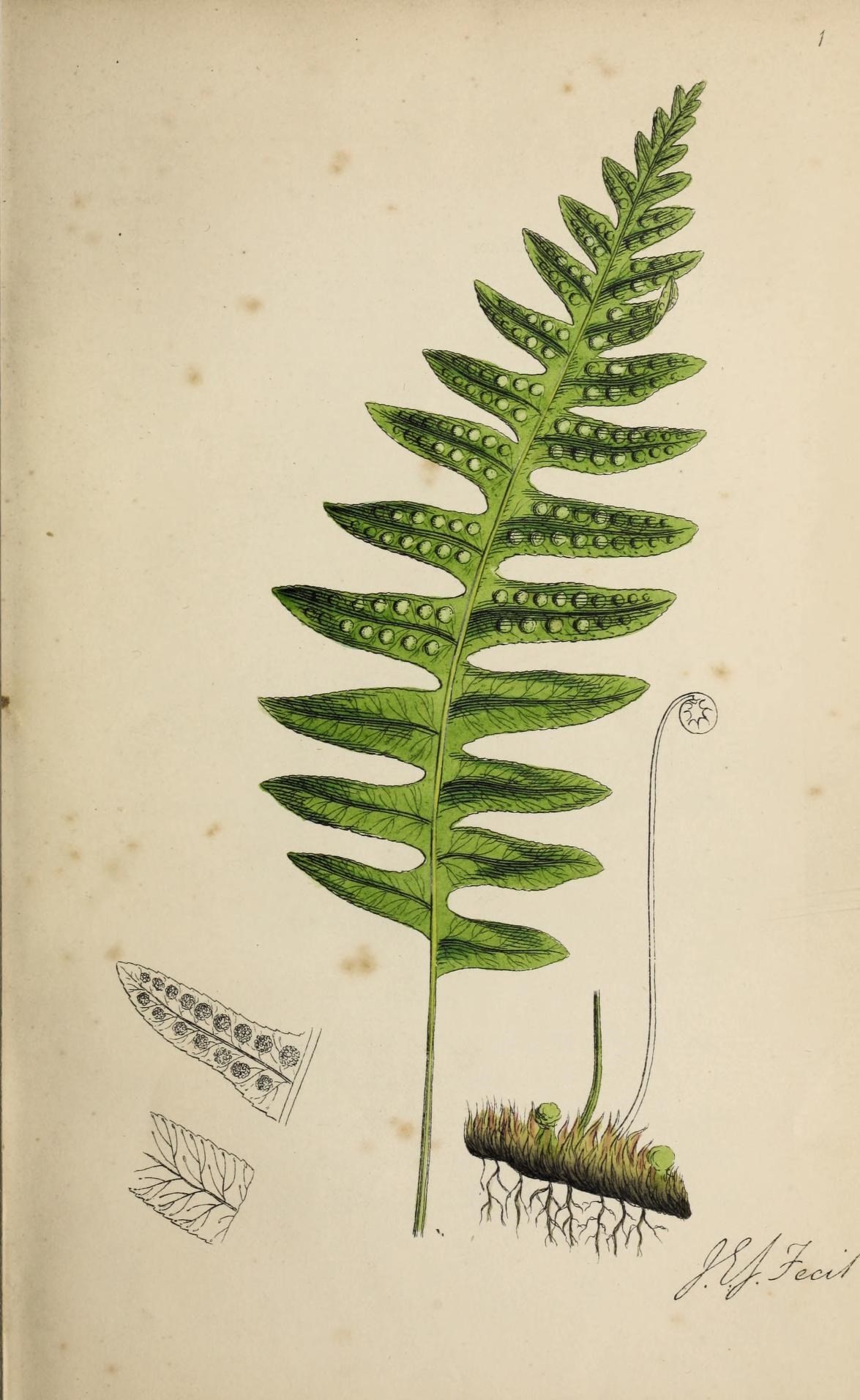 Image of common polypody