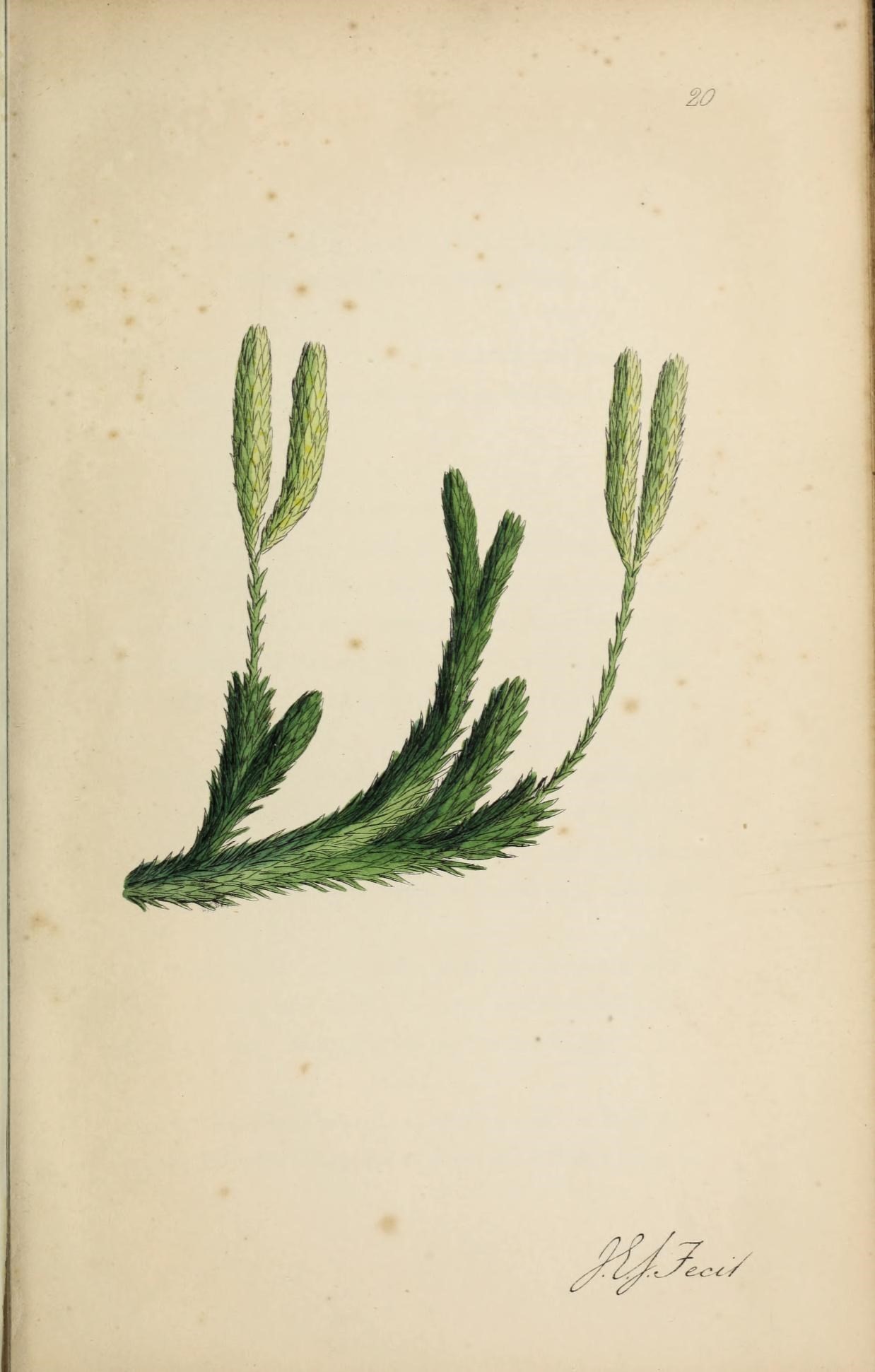 Image of Stag's-horn Clubmoss