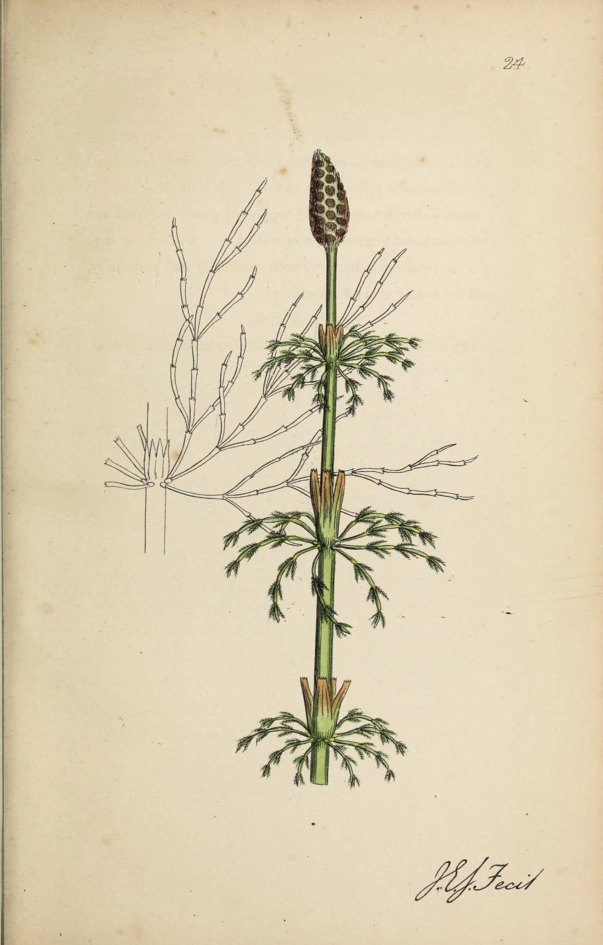 Equisetum sylvaticum L. resmi