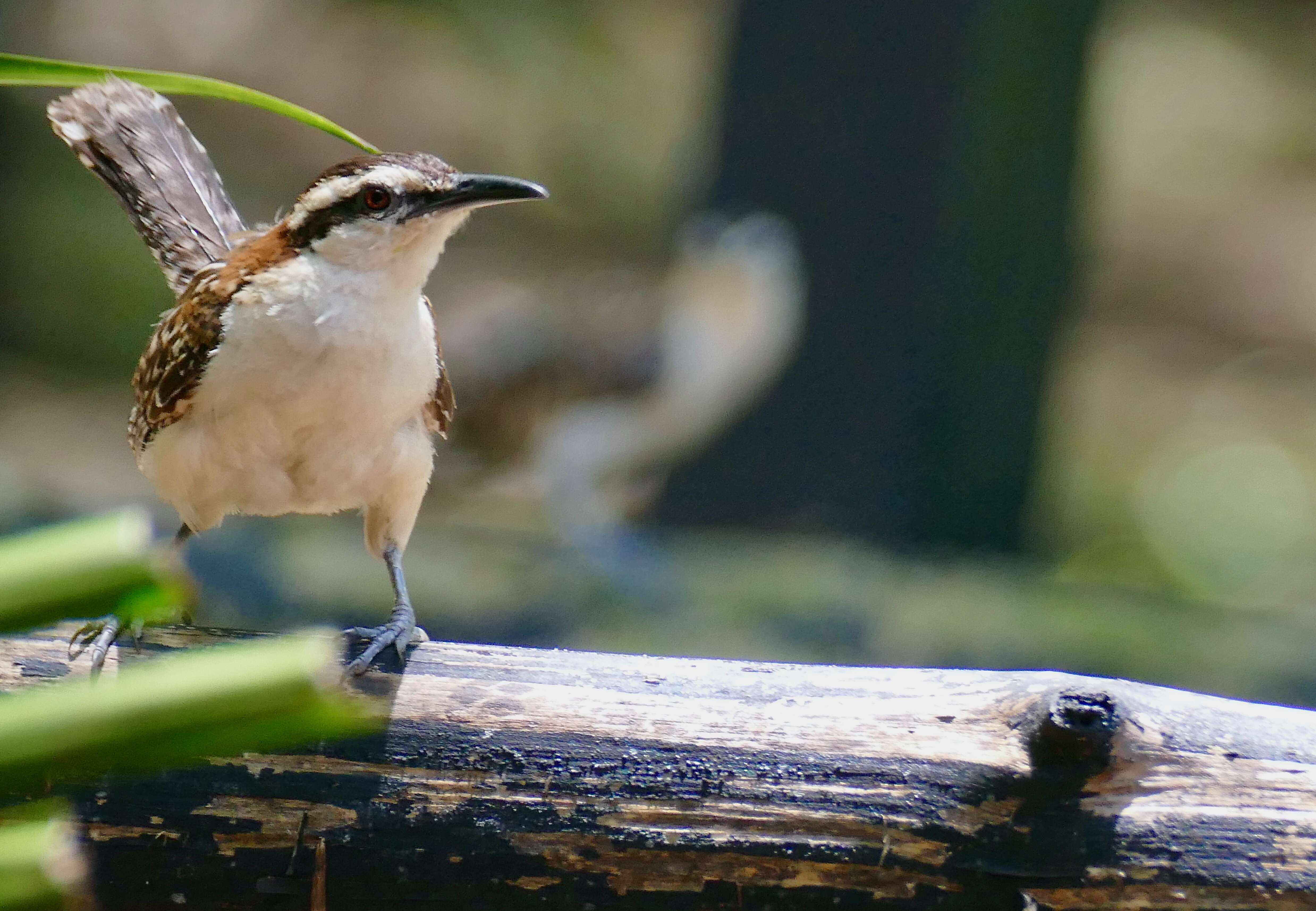 Image of Veracruz Wren