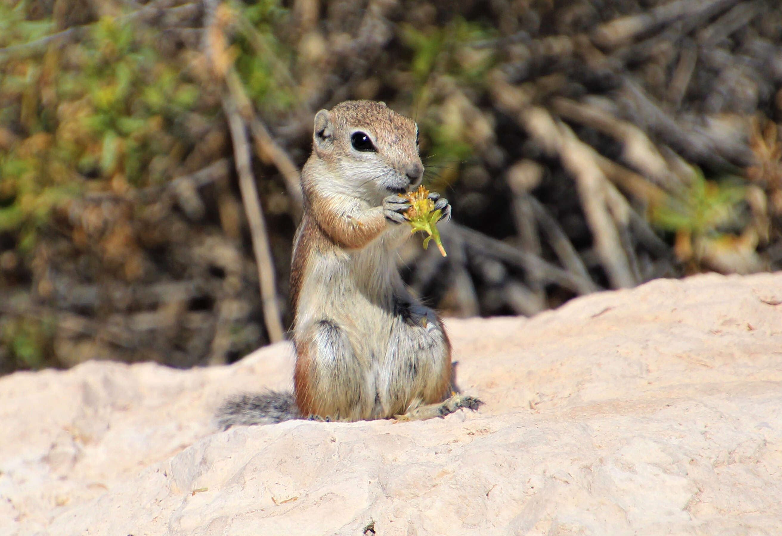 Image of white-tailed antelope squirrel