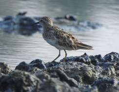 Image of Long-toed Stint