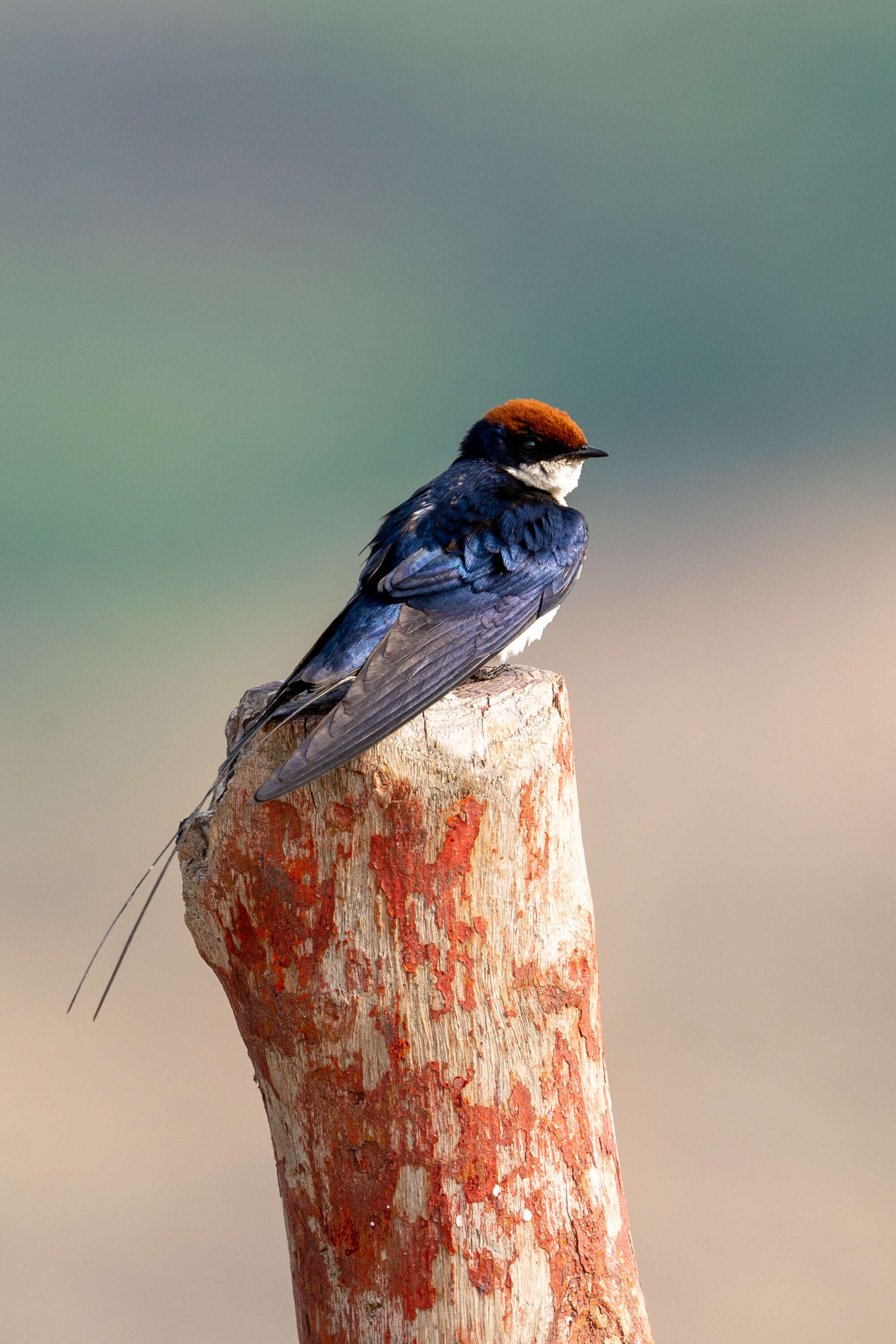 Image of Wire-tailed Swallow