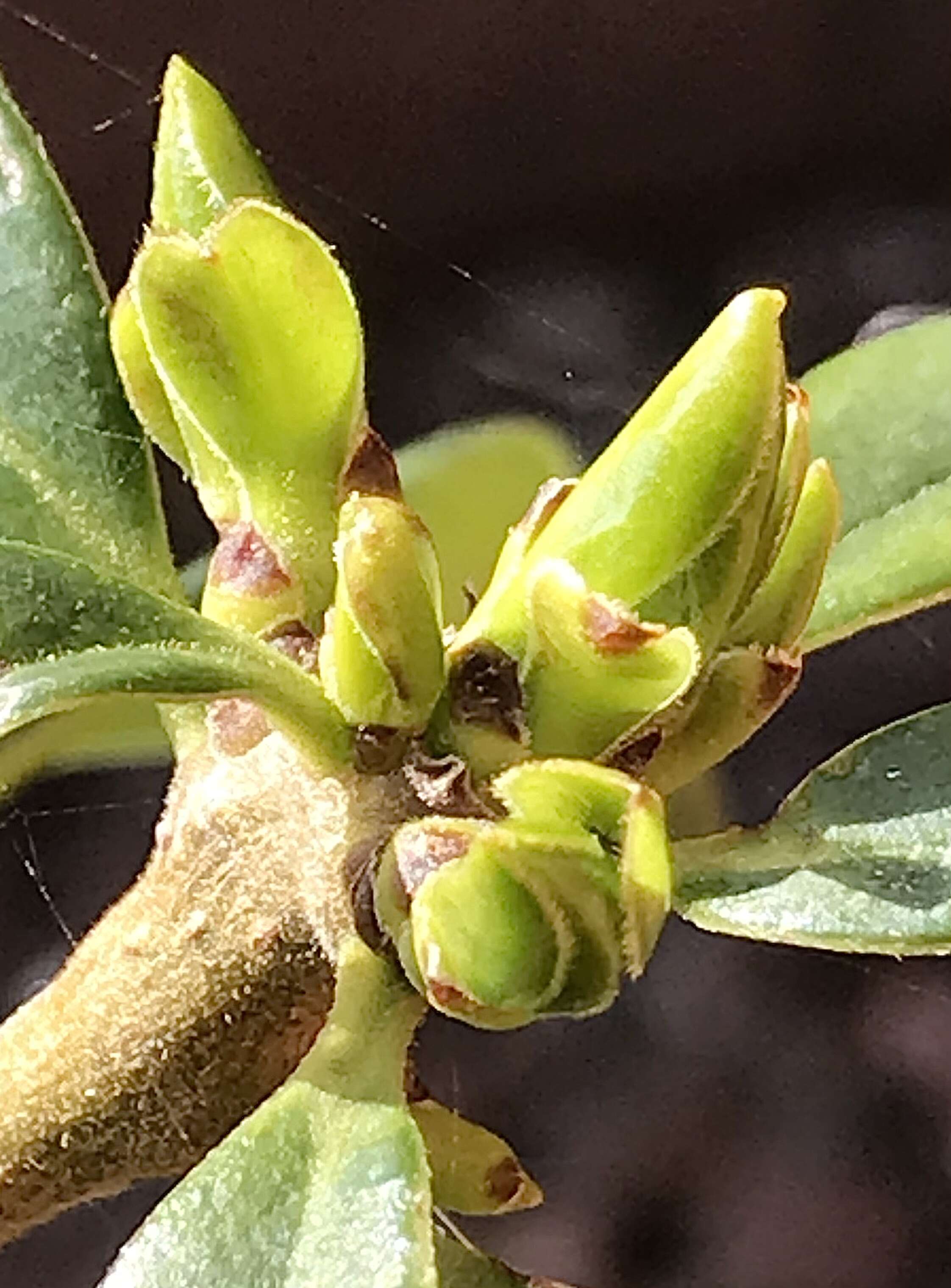 Image of Dasyphyllum diacanthoides (Less.) Cabrera