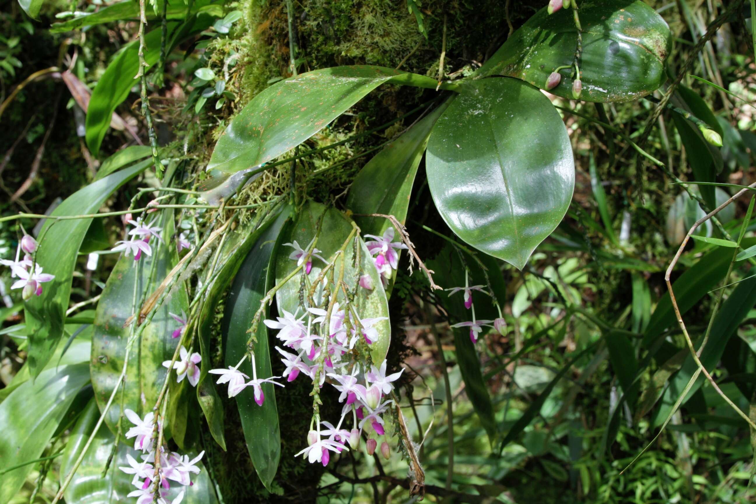 Image of Phalaenopsis modesta J. J. Sm.