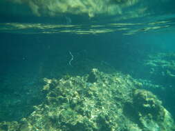 Image of Banded sea krait