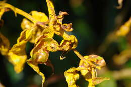 Image of Myrtle rust