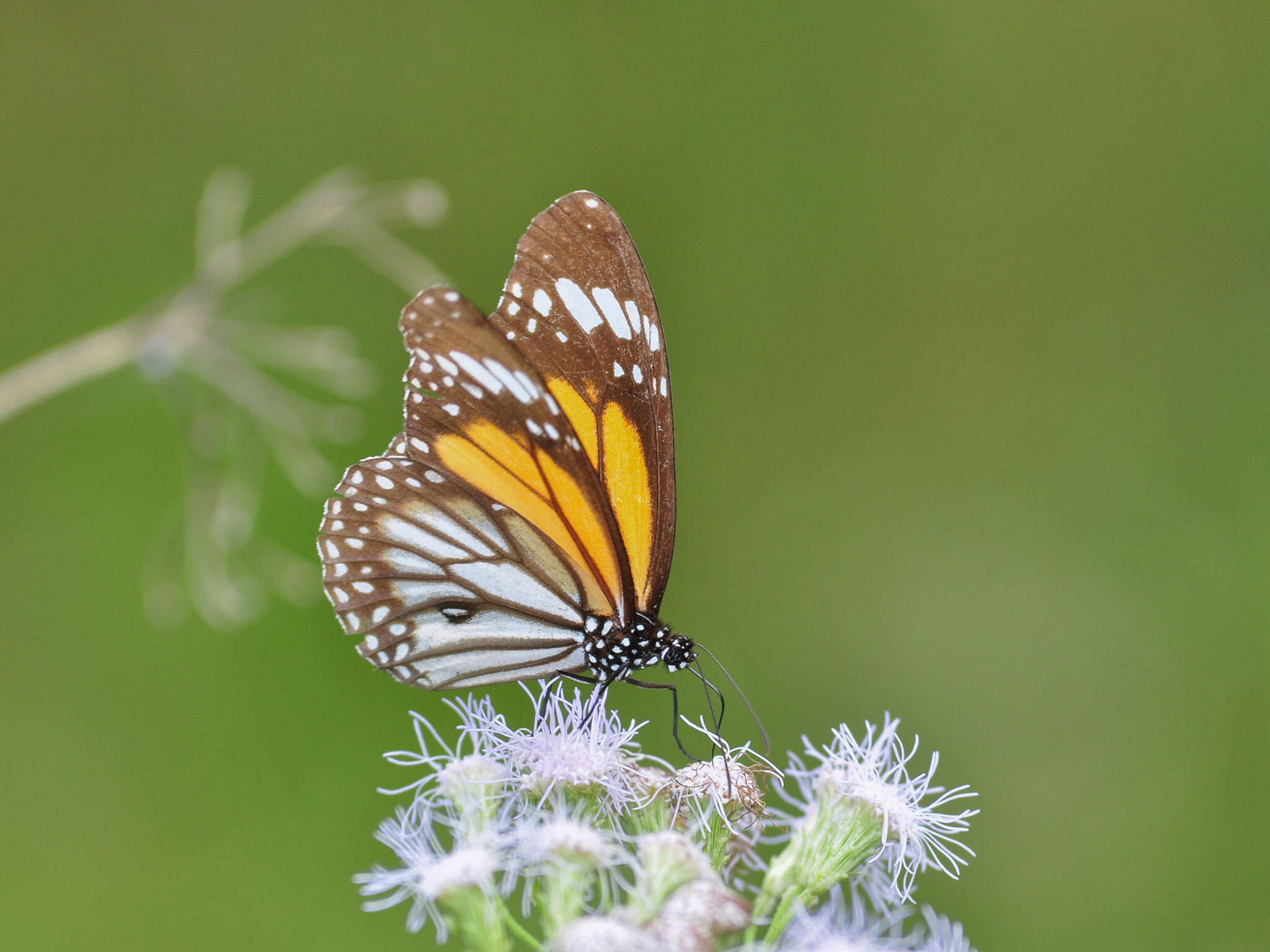 Plancia ëd Danaus (Anosia) melanippus Cramer 1777