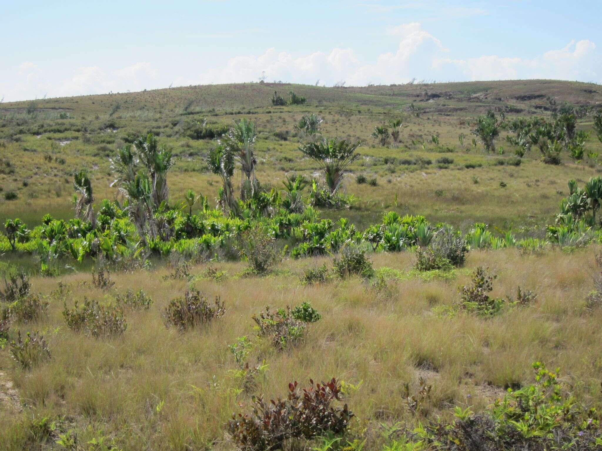 Image of Traveller's Tree