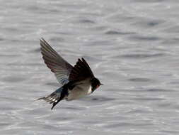 Image of Hirundo Linnaeus 1758