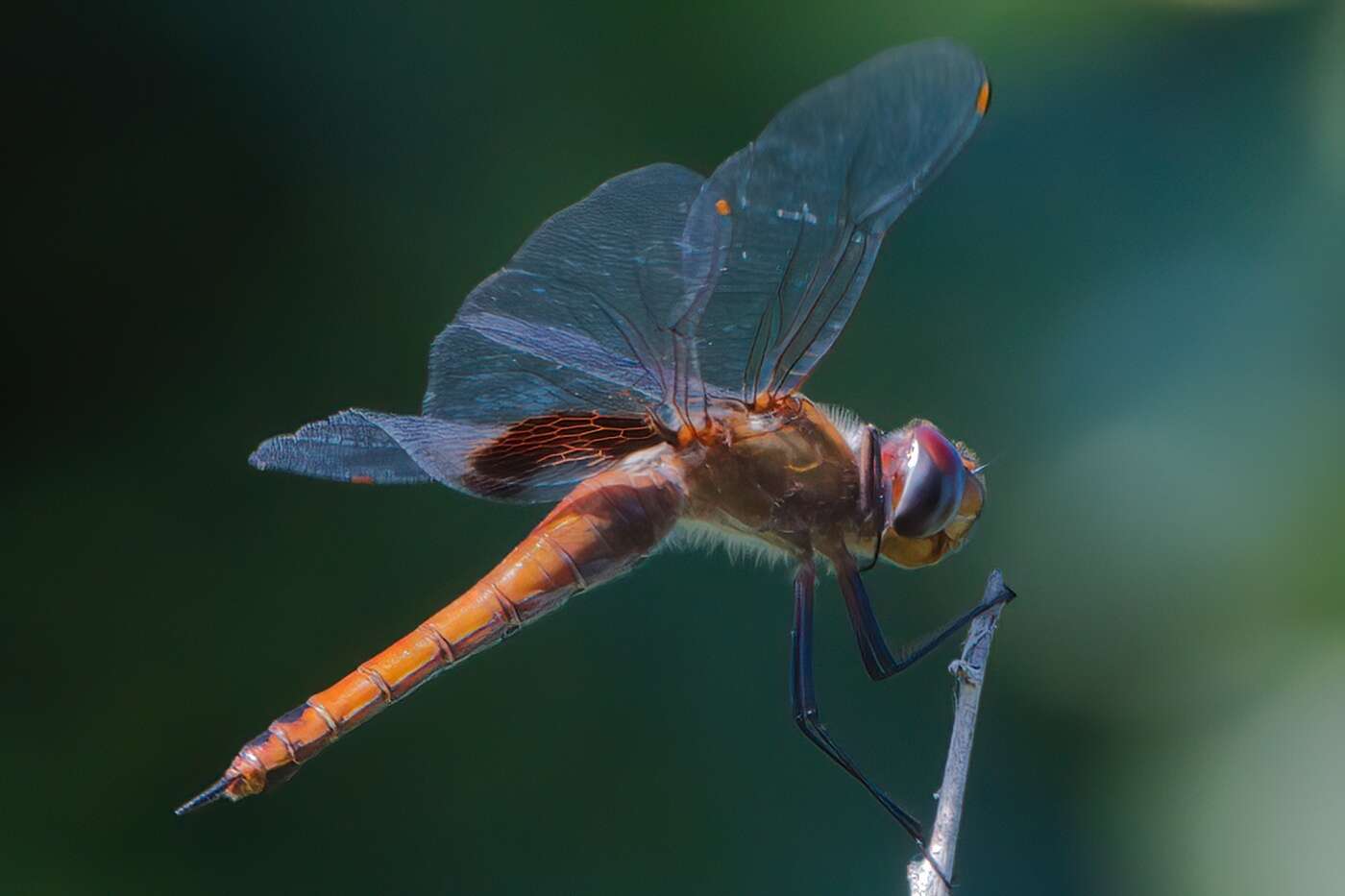 Tramea abdominalis (Rambur 1842) resmi