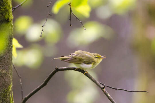 Image of Wood Warbler