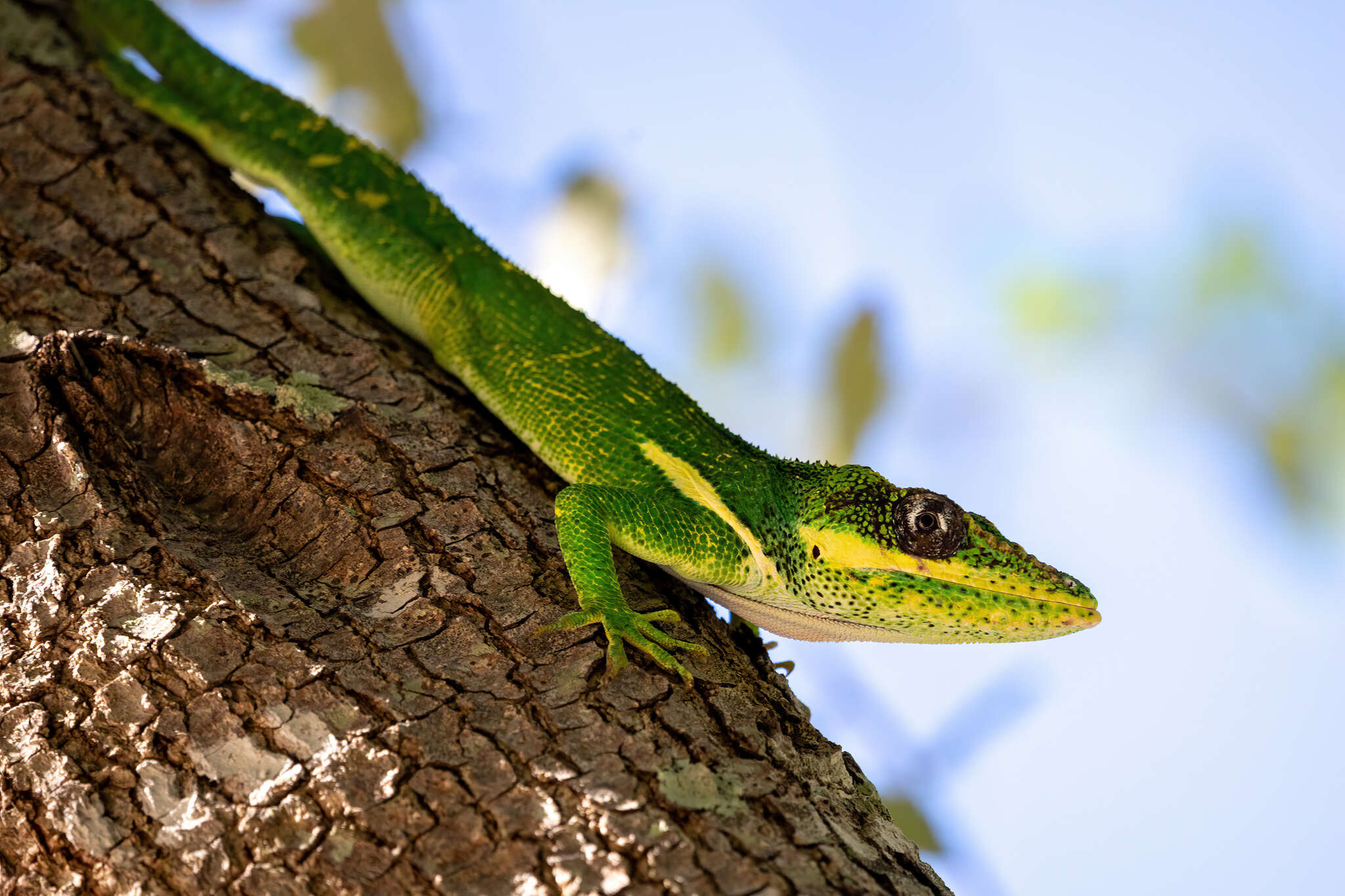 Image of Cuban Giant Anole