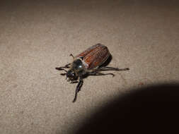 Image of chestnut cockchafer