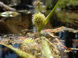 Image of Floating Bur-reed