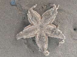 Image of Common sea star