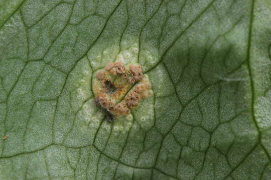 Imagem de Puccinia sessilis J. Schröt. 1870