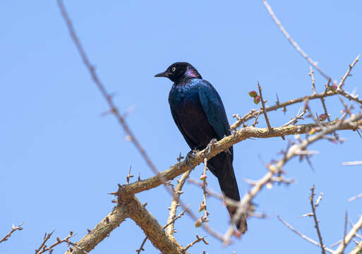 Image of Rueppell's Glossy-Starling