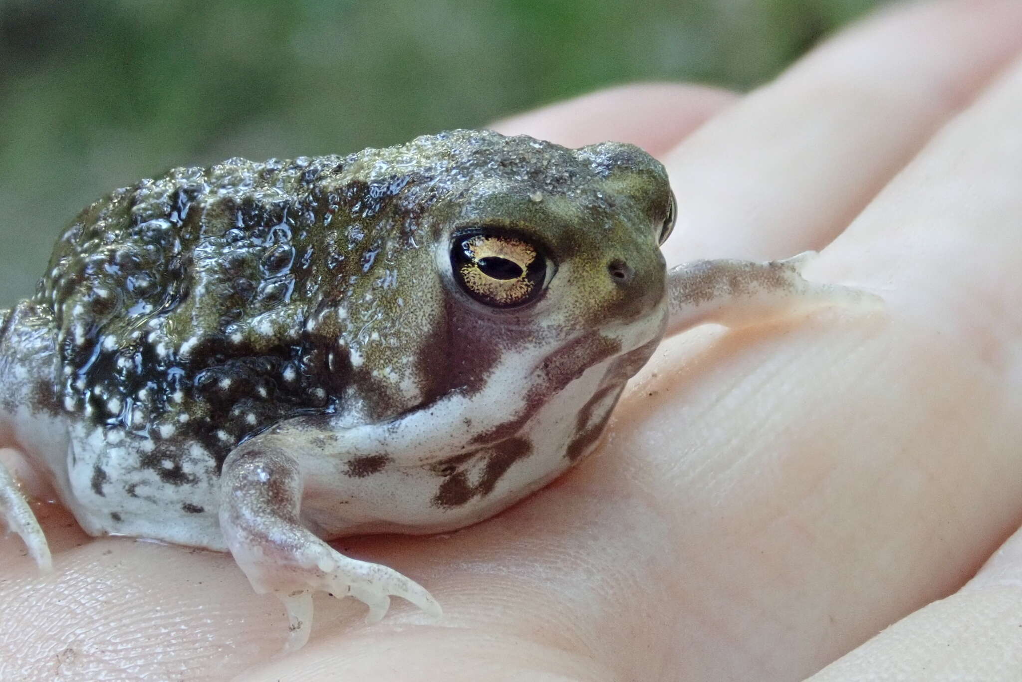 Image of Common Rain Frog