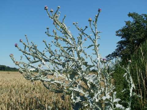 Image of Cotton Thistle