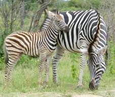 Image of zebra