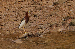 Image of Chinese Pond Heron