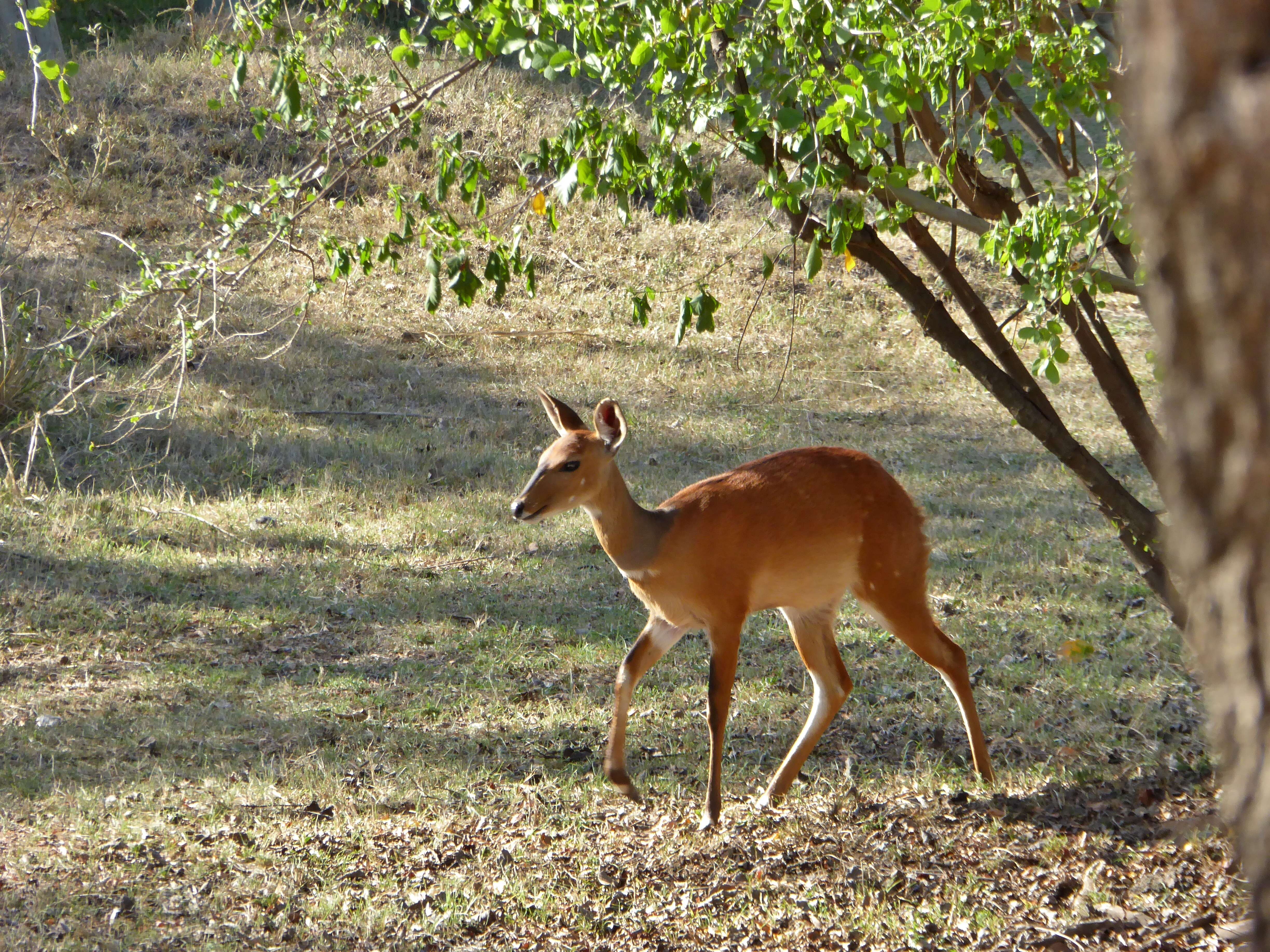 Image of Bushbuck