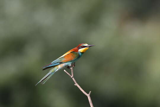 Image of bee-eater, european bee-eater