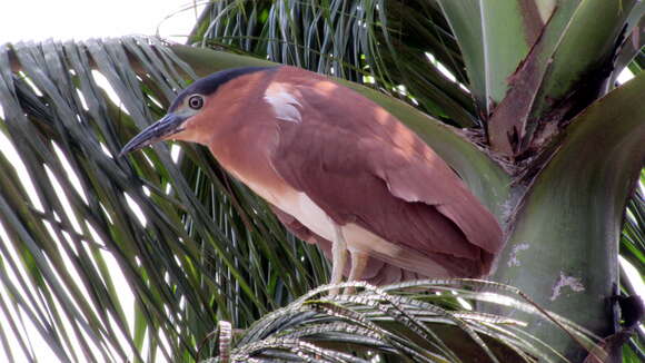 Image of Nankeen Night Heron