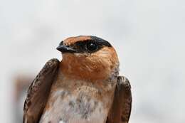 Image of Cave Swallow