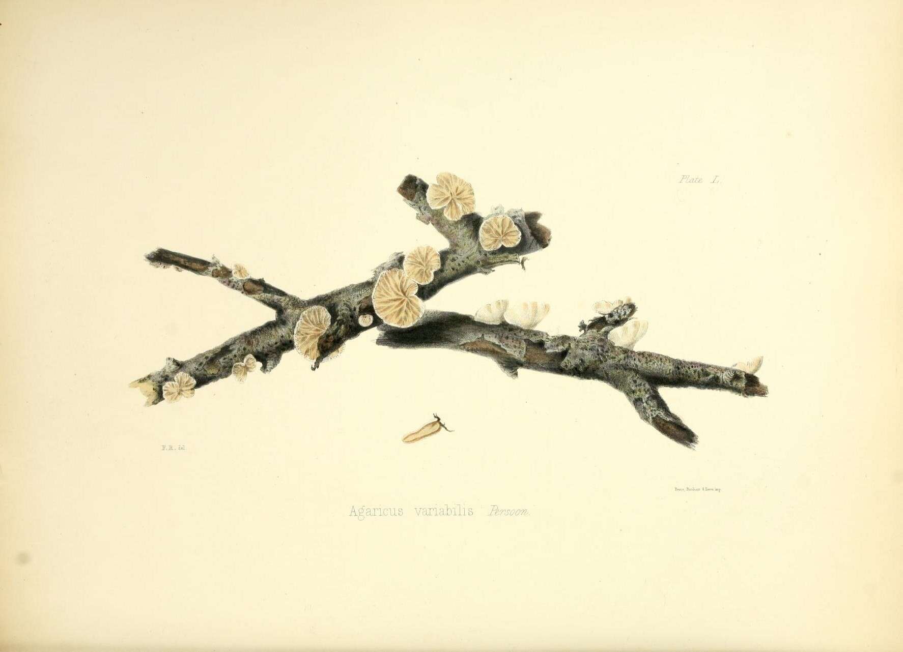 Image of Crepidotus variabilis (Pers.) P. Kumm. 1871