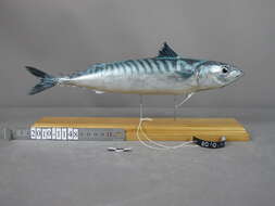 Image of Atlantic Mackerel