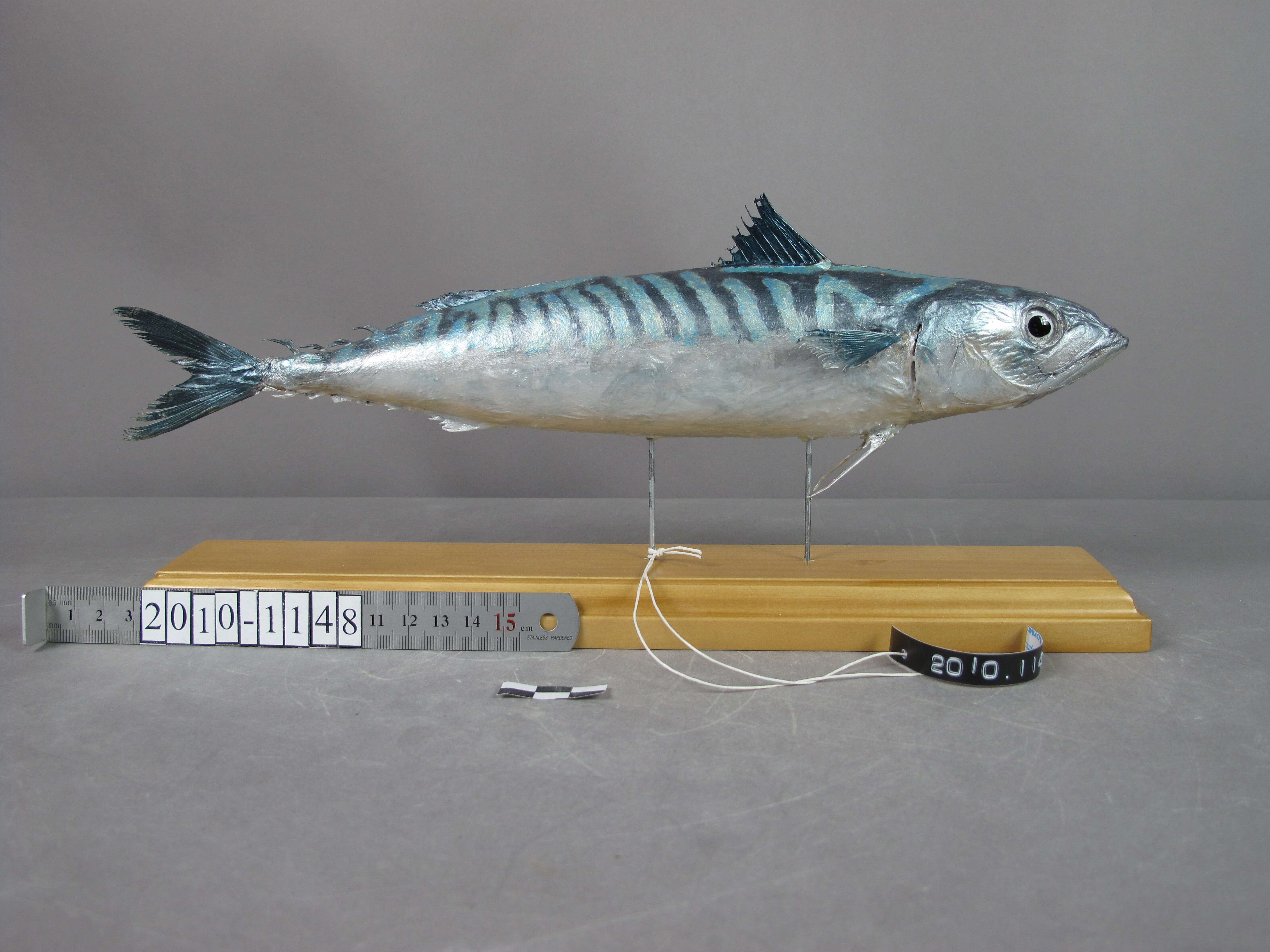 Image of Atlantic Mackerel