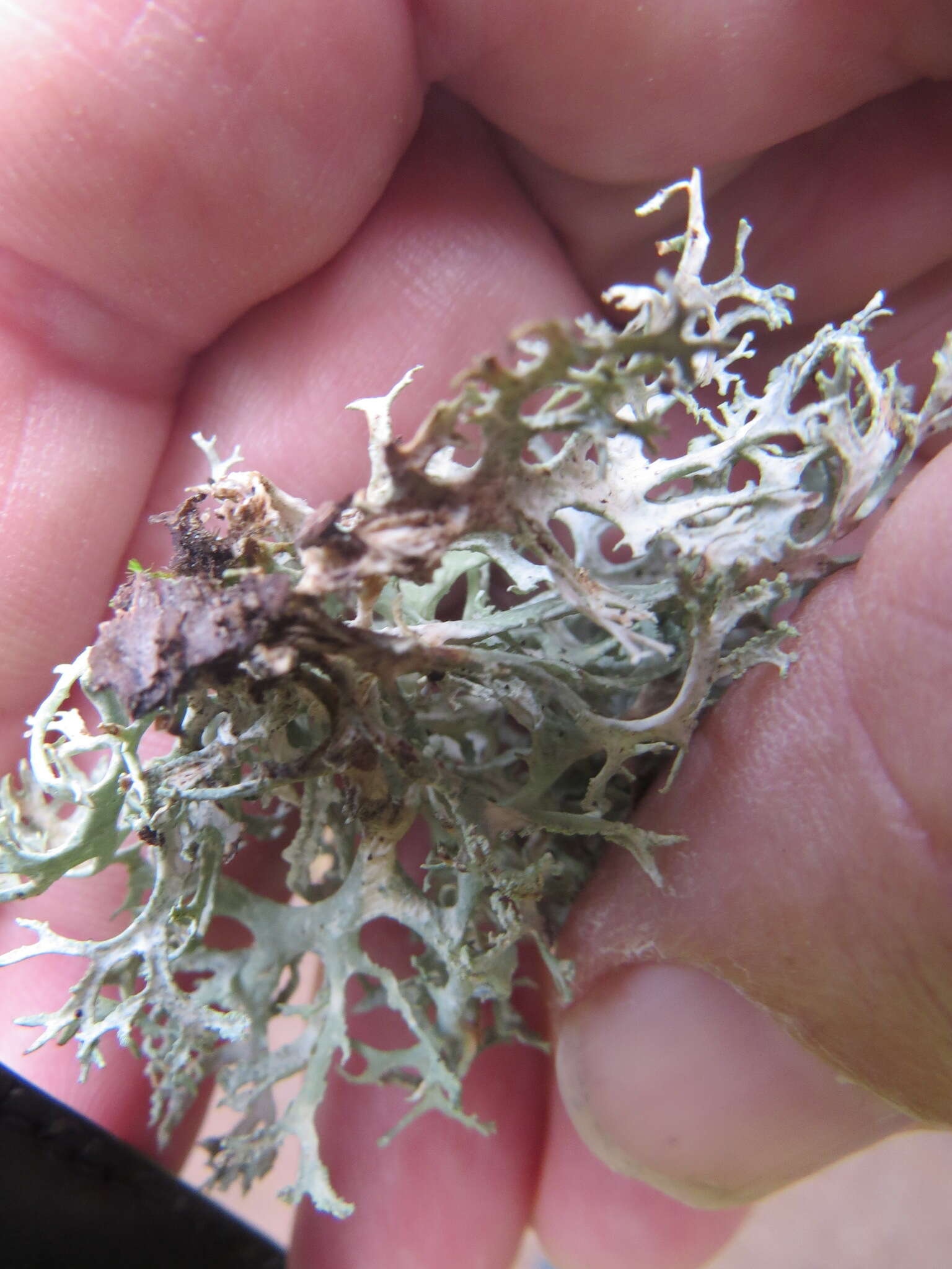 Image of ring lichen