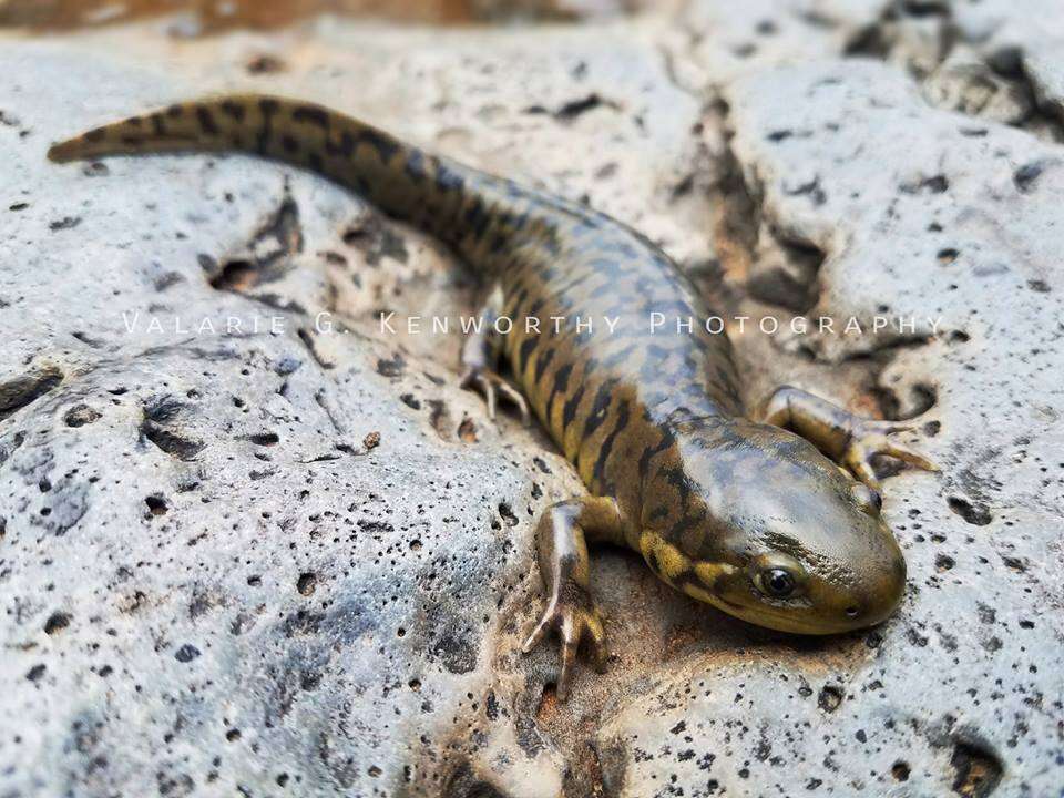 Image of Barred Tiger Salamander