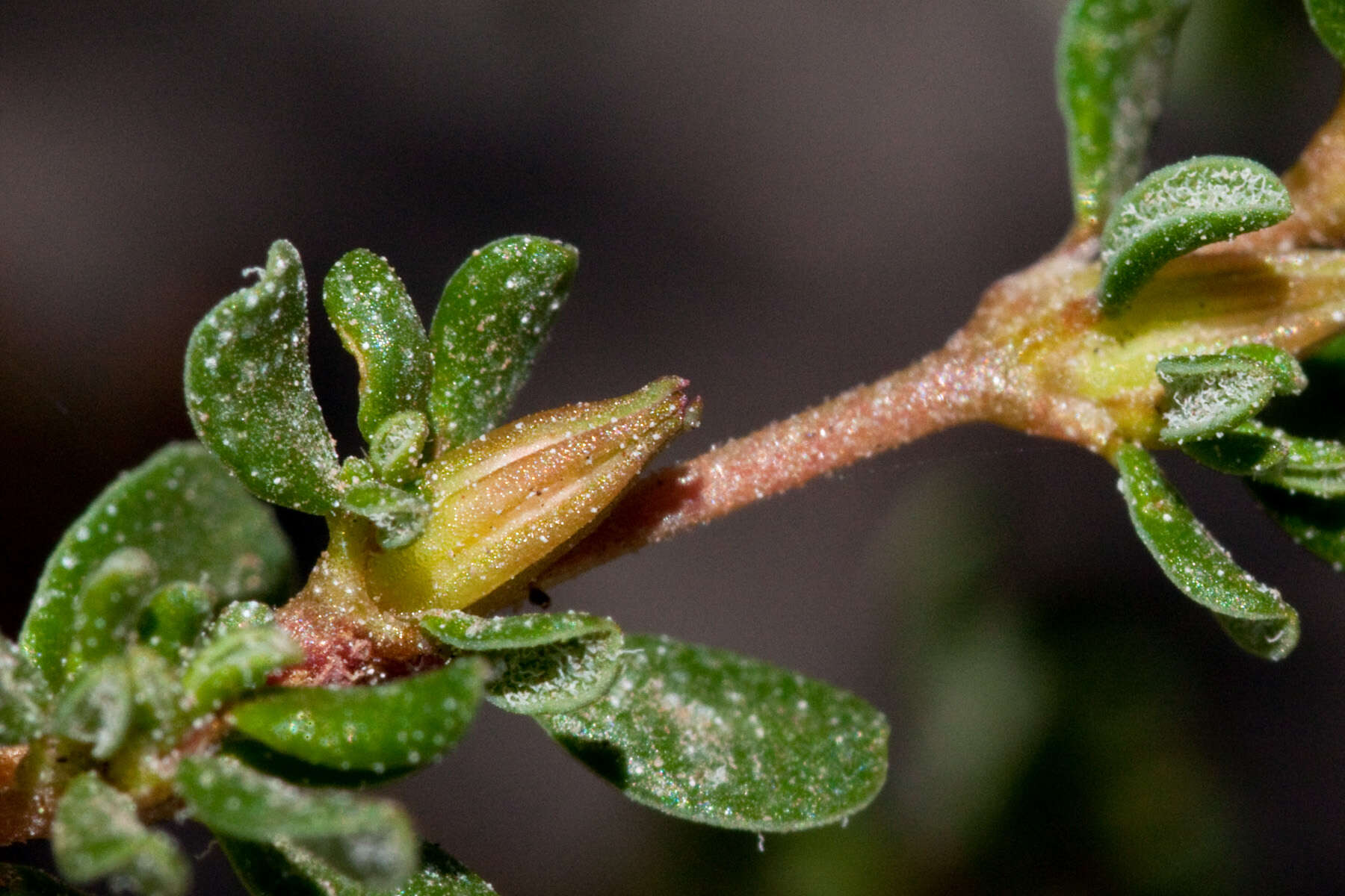 Image de Frankenia pulverulenta L.