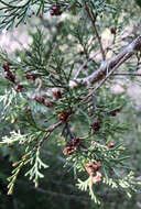 Image of Atlantic White Cedar