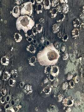 Image of Striped barnacle