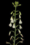 Image of Ornithogalum candicans (Baker) J. C. Manning & Goldblatt