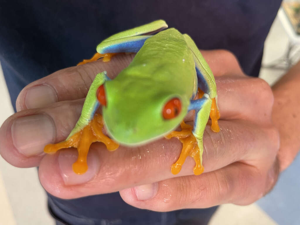 Image of Red-eyed Leaf frog